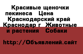 Красивые щеночки пекинеса › Цена ­ 6 000 - Краснодарский край, Краснодар г. Животные и растения » Собаки   